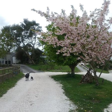 The Swallows Guest House New Quay  Εξωτερικό φωτογραφία
