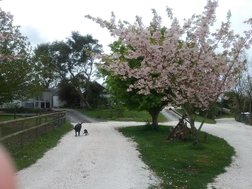 The Swallows Guest House New Quay  Εξωτερικό φωτογραφία